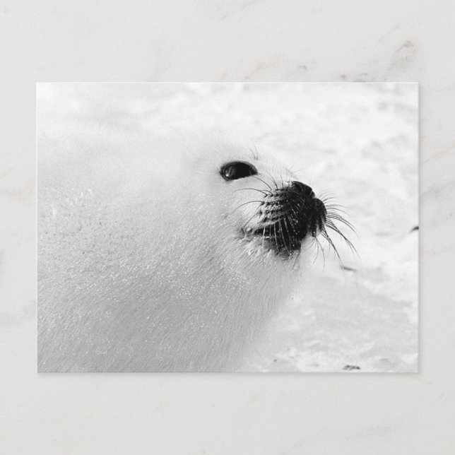 Carte Postale Sceau blanc (Devant)