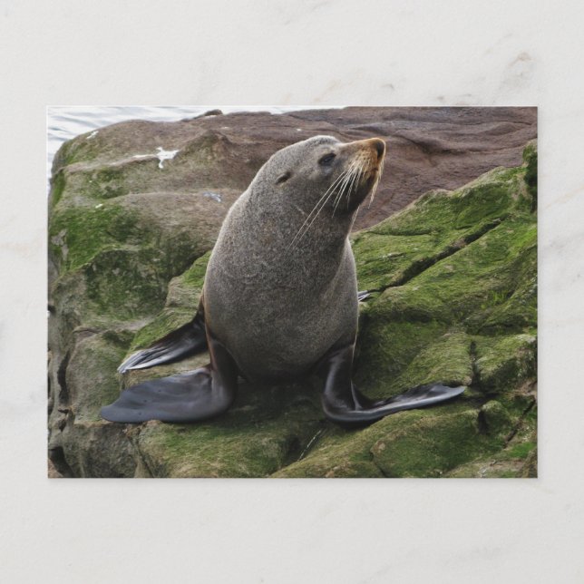 Carte Postale Sceau de fourrure sur rochers (Devant)