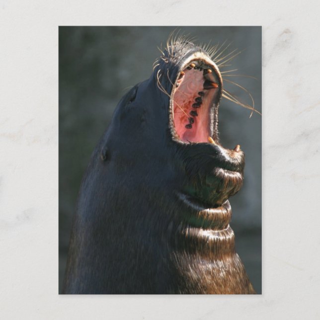 Carte Postale Sceau de jaugeage (Devant)