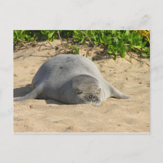 Carte Postale Sceau de moine hawaïen endormi