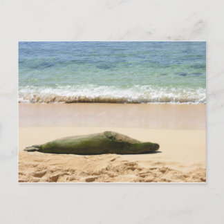 Carte Postale Sceau de moine relaxant