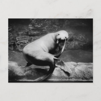 Carte Postale Sceau FUNNY