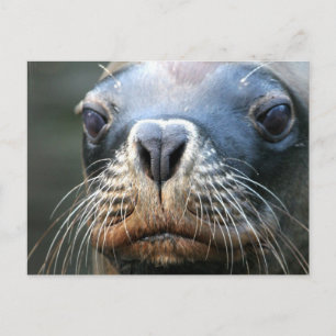 Carte postale Sceau humide