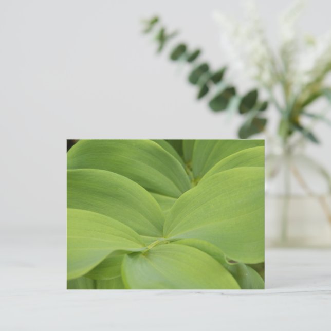 Carte Postale Sceau Solomons (Debout devant)