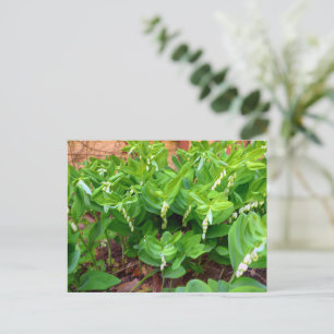 Carte Postale Sceau Solomons