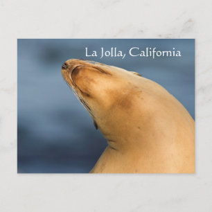 Carte Postale Sceller à la plage. La Jolla, Californie