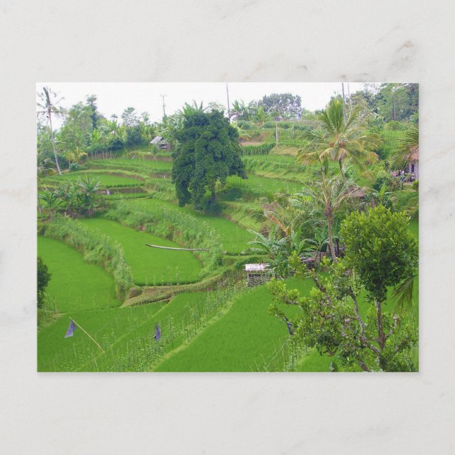 Carte Postale Scène Bali (Devant)
