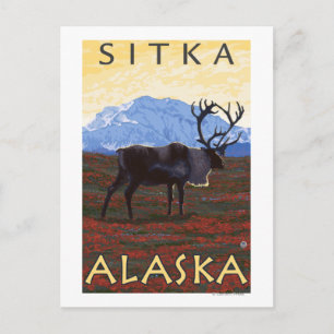 Carte Postale Scène Caribou - Sitka, Alaska