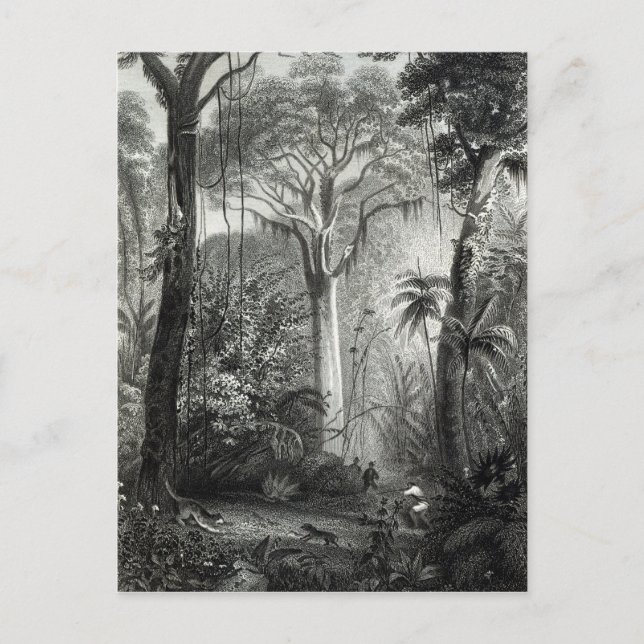 Carte Postale Scène dans une forêt brésilienne gravée par (Devant)