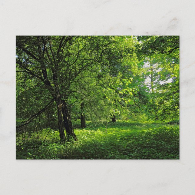 Carte Postale Scène De Bois. Blackweir Woods, Cardiff (Devant)