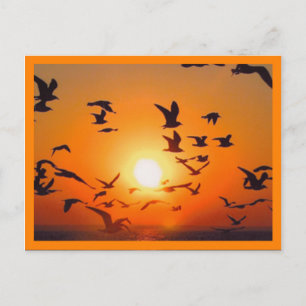Carte Postale Scène de coucher de soleil bordure orange