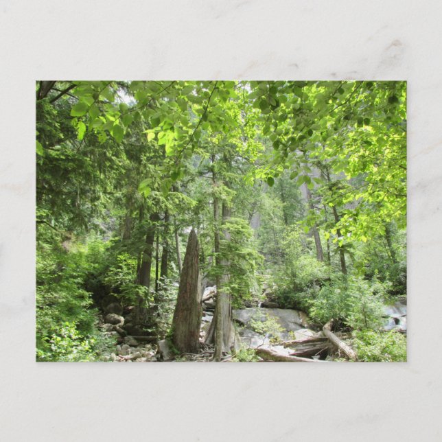 Carte Postale Scène de Forêt Verte Magique. (Devant)