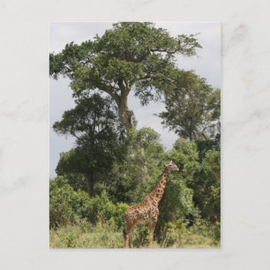 Carte Postale scène de girafe