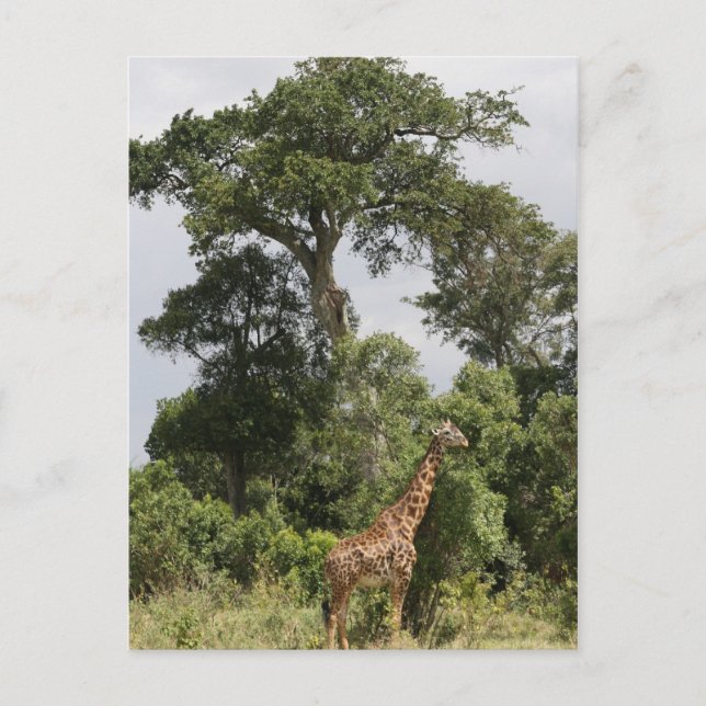 Carte Postale scène de girafe (Devant)