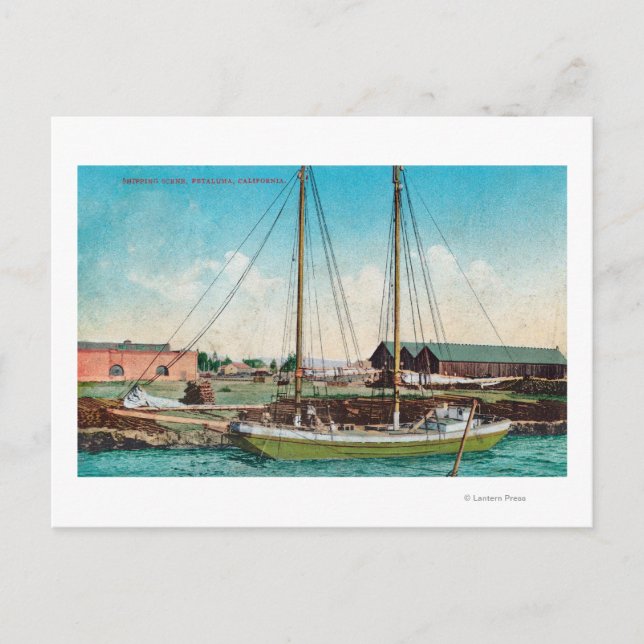 Carte Postale Scène de goélette d'expédition Petaluma, CA (Devant)