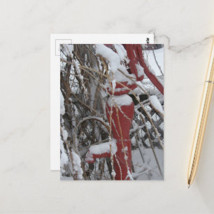 Carte Postale Scène de jardin enneigé