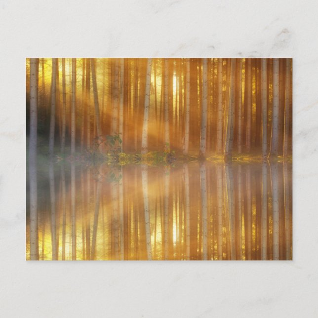 Carte Postale Scène de la forêt de Misty (Devant)