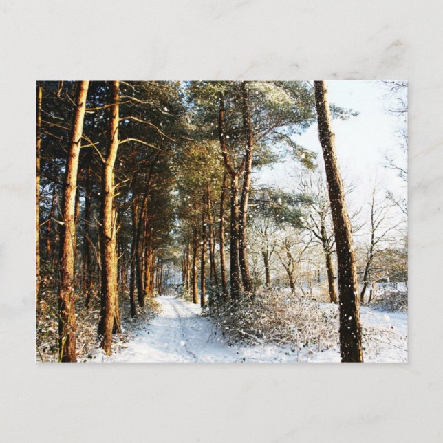 Carte Postale Scène de neige de la forêt pccna (Devant)