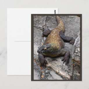 Carte Postale Scène de roche du dragon de Komodo