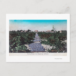 Carte Postale Scène de vignoble de raisins SéchageKingsburg, CA
