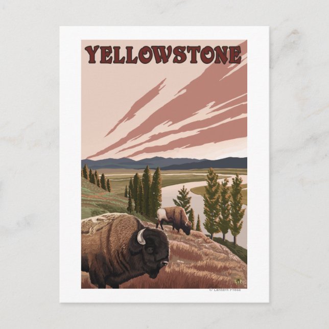 Carte Postale Scène de YellowstoneBison (Devant)