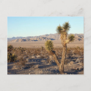 Carte Postale Scène du désert de Mojave 01