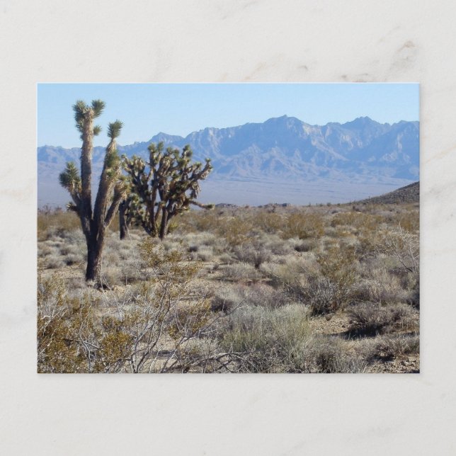 Carte Postale Scène du désert de Mojave 03 (Devant)