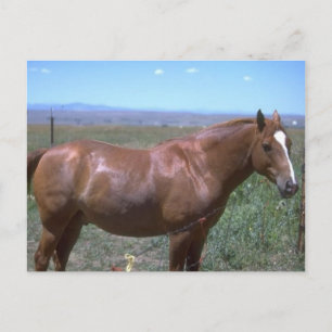 Carte Postale Scène du pâturage du cheval