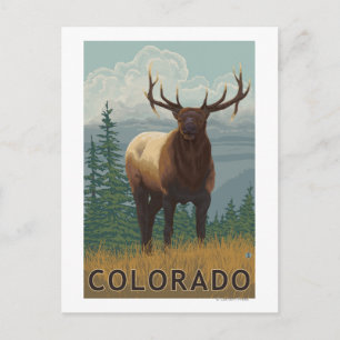 Carte Postale Scène Elk Colorado