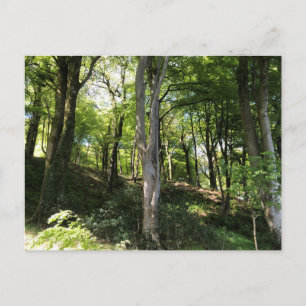 Carte Postale Scène ensoleillée de bois. Clairière forestière