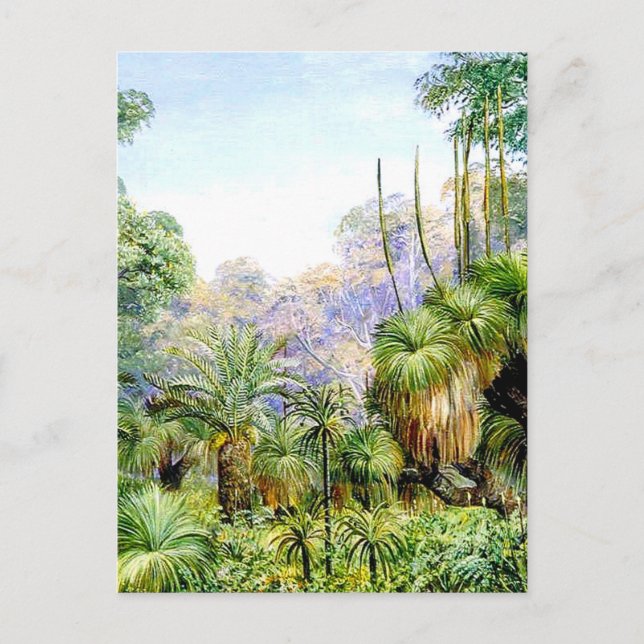 Carte Postale Scène forestière en Australie occidentale, (Devant)