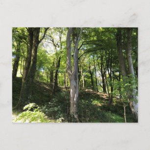 Carte Postale Scène forestière ensoleillée. Woodland Glade