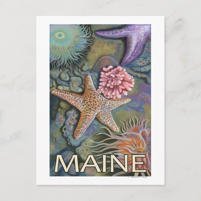 Carte Postale Scène MaineTidepool (Devant)