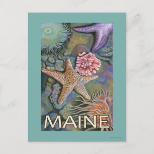 Carte Postale Scène MaineTidepool