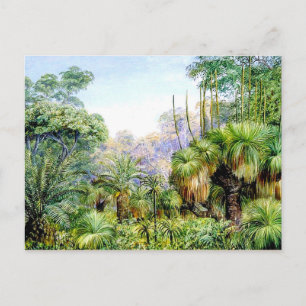 Carte Postale Scène nord - Forêt en Australie occidentale