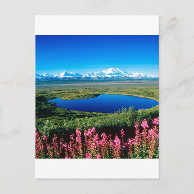 Carte Postale Scene Tundra Mount Mckinley Denali Alaska (Devant)