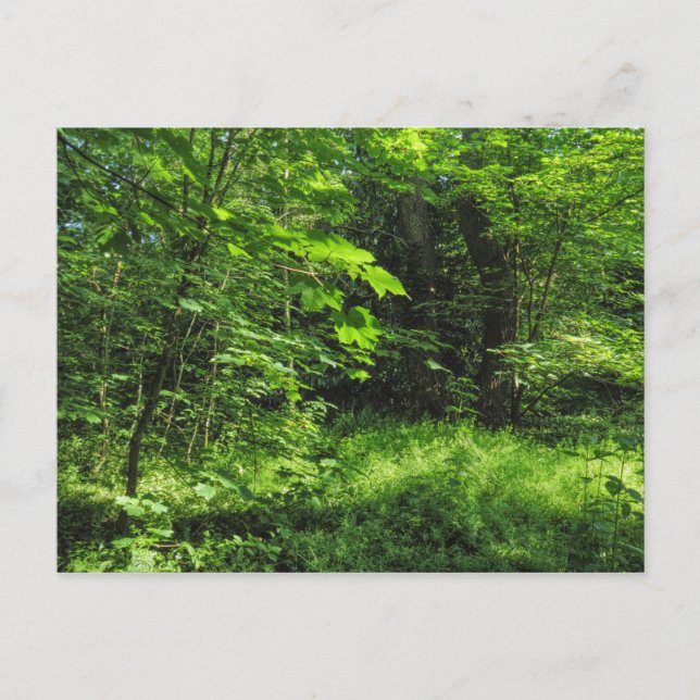 Carte Postale Scène Woodland (Devant)