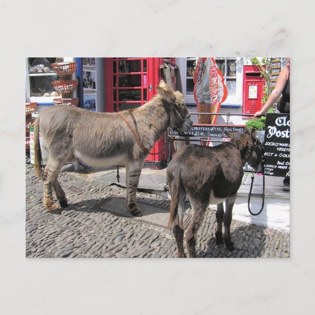 Carte Postale Scènes anglaises, ânes à Clovelly, Devon Nord (Devant)