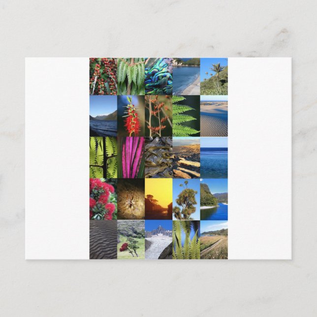 Carte Postale Scènes naturelles Iconique Nouvelle-Zélande Kiwian (Devant)