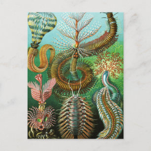 Carte Postale Schaetopoda illustration par Ernst Haeckel