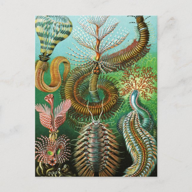 Carte Postale Schaetopoda illustration par Ernst Haeckel (Devant)