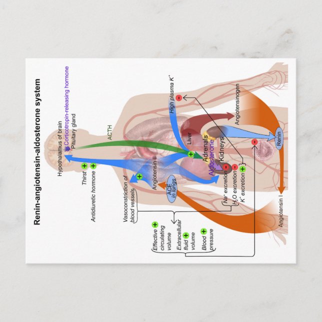 Carte Postale Schéma du système Rénine-Angiotensine Diagramme du (Devant)