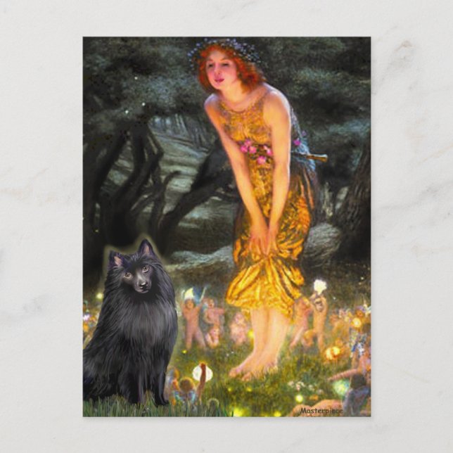 Carte Postale Schipperke 2 - MidEve (Devant)