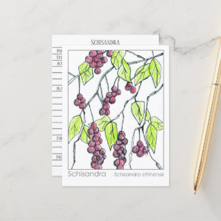 Carte Postale Schisandra Herb Materia Medica Cards Herbal Study