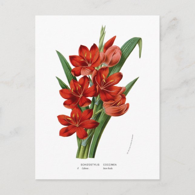 Carte Postale Schizostylis coccinea (Kaffir lily) (Devant)