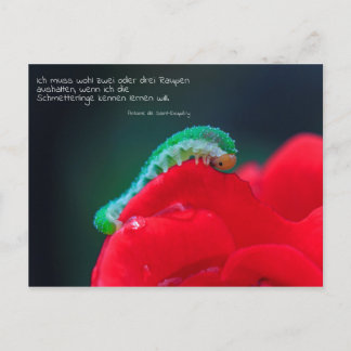 Carte Postale Schmetterlinge sehen