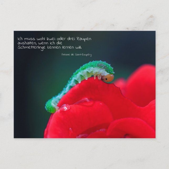 Carte Postale Schmetterlinge sehen (Devant)