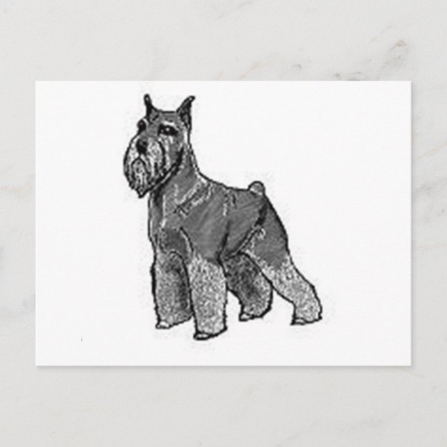 Carte Postale Schnauzer (Devant)