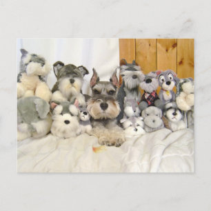 Carte postale Schnauzer miniature