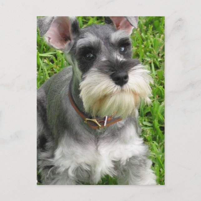 Carte postale Schnauzer miniature (Devant)